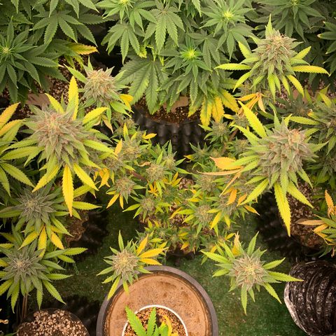 Sour Kush growlog photo: 02