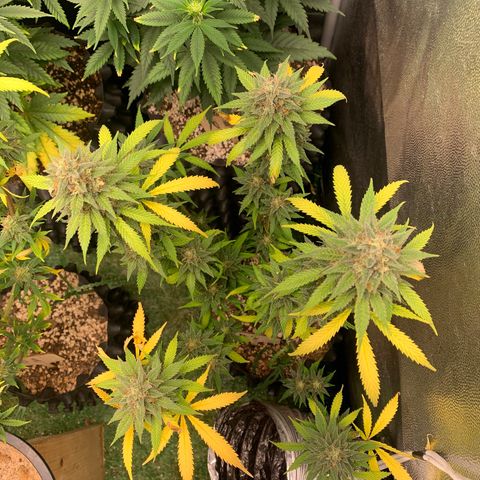 Sour Kush growlog photo: 03