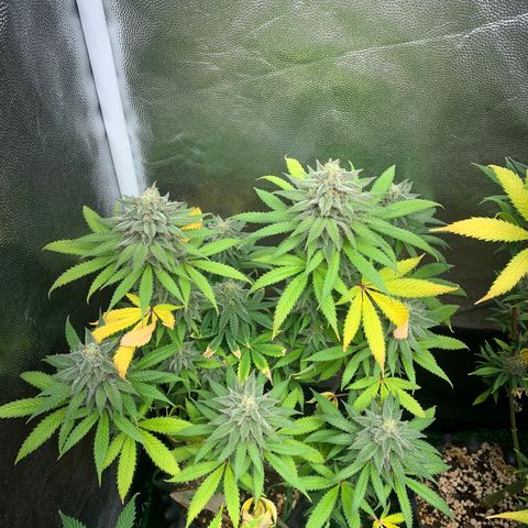 Sour Kush growlog photo: 01