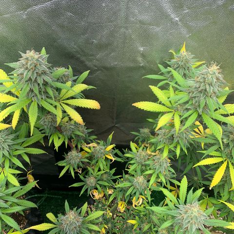 Sour Kush growlog photo: 02