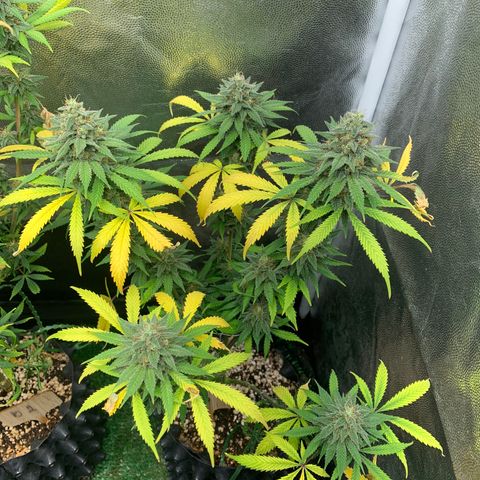 Sour Kush growlog photo: 03