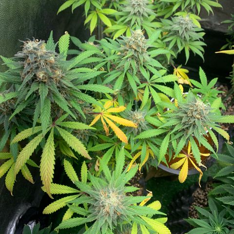 Sour Kush growlog photo: 04