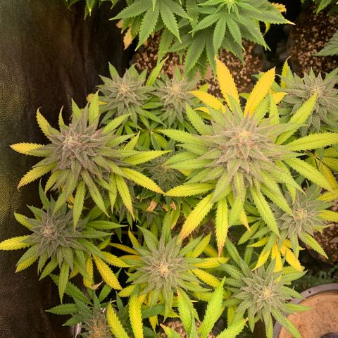 Sour Kush growlog photo: 01