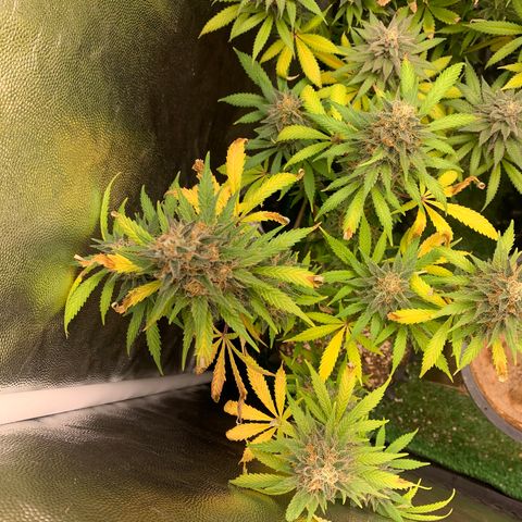 Sour Kush growlog photo: 04