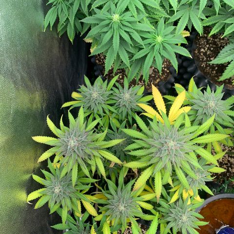 Sour Kush growlog photo: 01