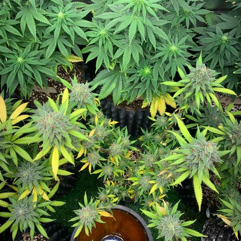 Sour Kush growlog photo: 02