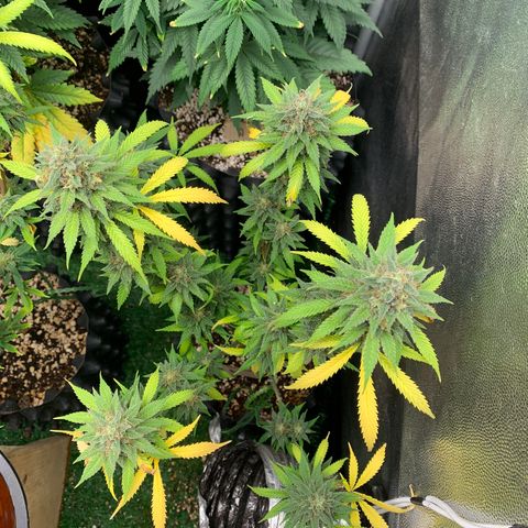 Sour Kush growlog photo: 03