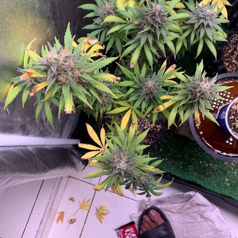 Sour Kush growlog photo: 04