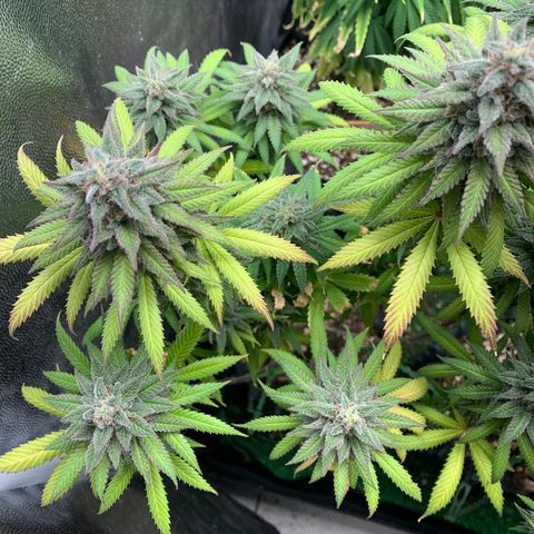 Sour Kush growlog photo: 01