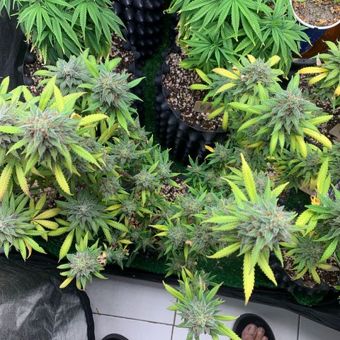 Sour Kush growlog photo: 02