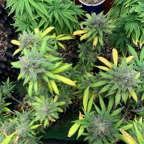 Sour Kush growlog photo: 03