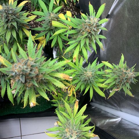 Sour Kush growlog photo: 04