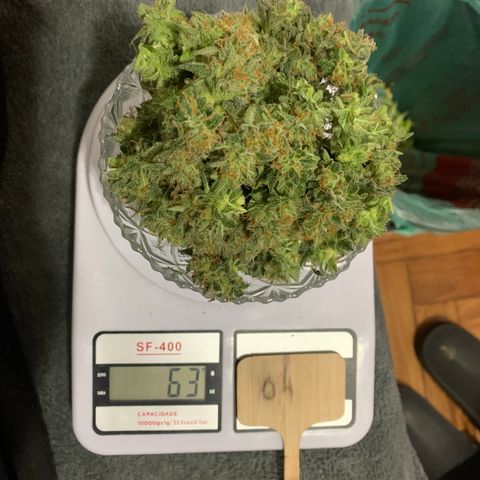 Sour Kush growlog photo: 04