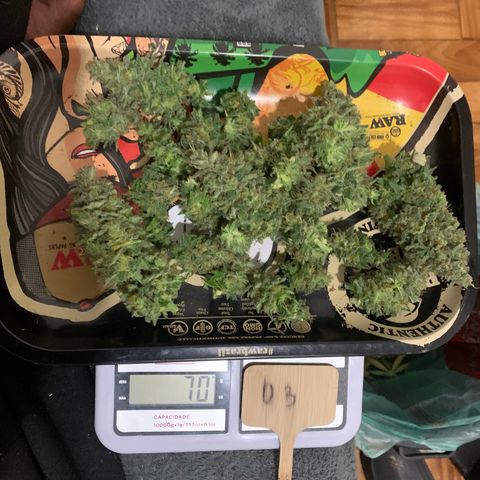 Sour Kush growlog photo: 03