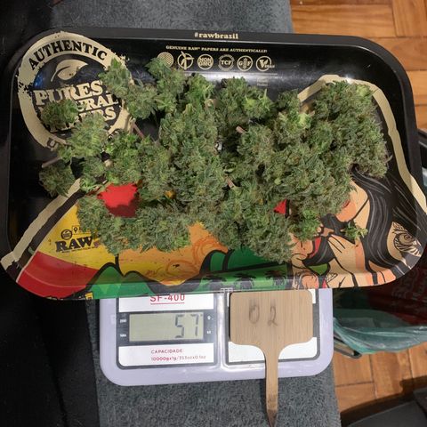 Sour Kush growlog photo: 02