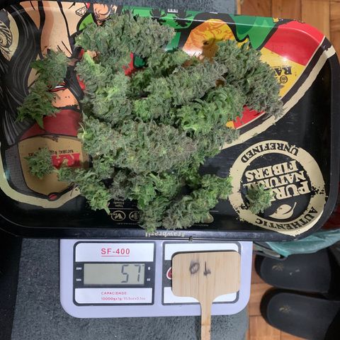 Sour Kush growlog photo: 01