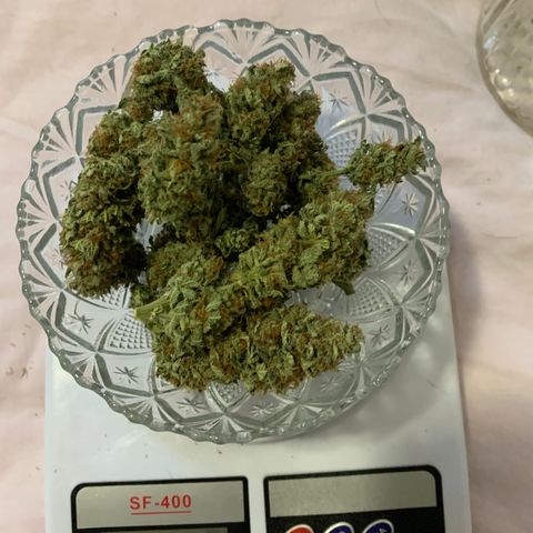 Sour Kush growlog photo: 03