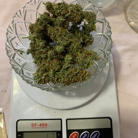 Sour Kush growlog photo: 02