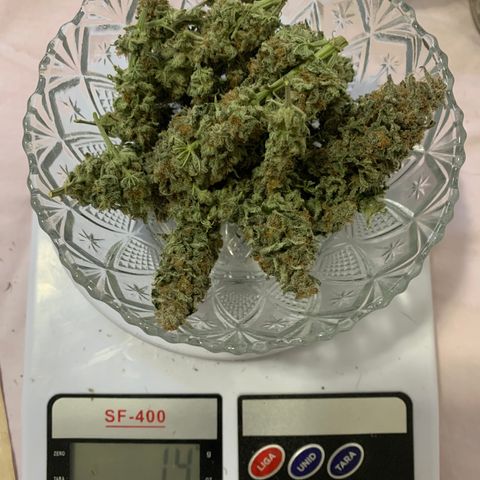 Sour Kush growlog photo: 01