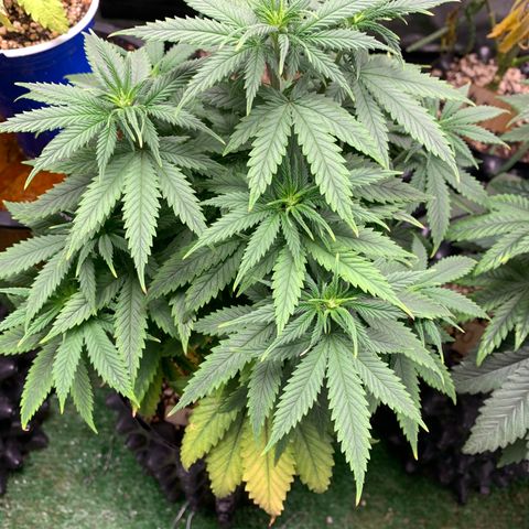 Northern Kush growlog photo: 01