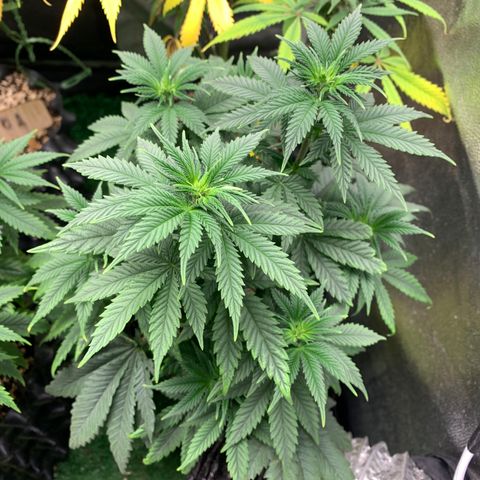 Northern Kush growlog photo: 02