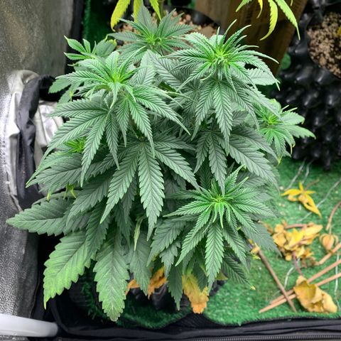 Northern Kush growlog photo: 03