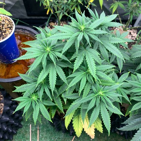Northern Kush growlog photo: 01
