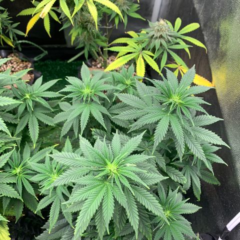 Northern Kush growlog photo: 02