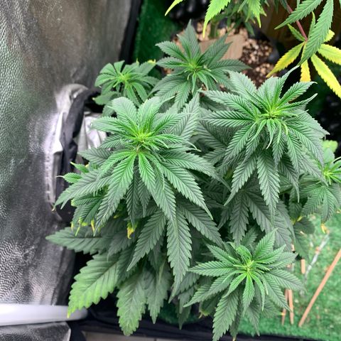 Northern Kush growlog photo: 03