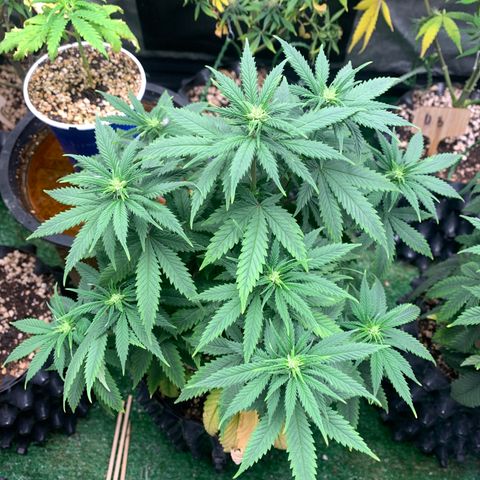 Northern Kush growlog photo: 01