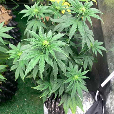 Northern Kush growlog photo: 02