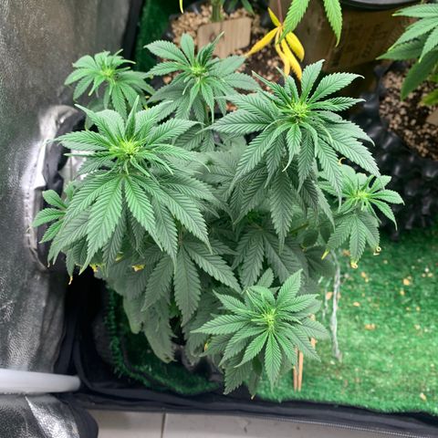 Northern Kush growlog photo: 03