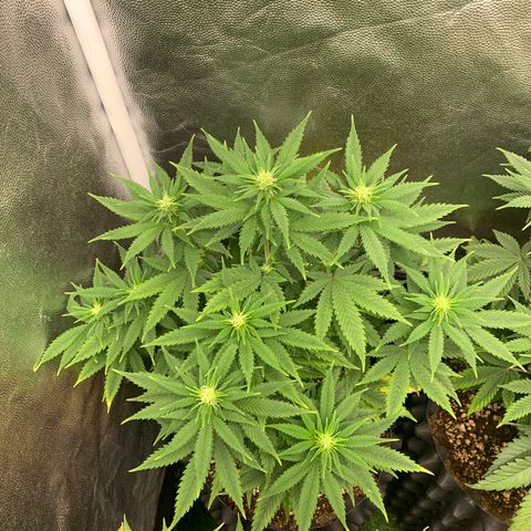 Northern Kush growlog photo: 01