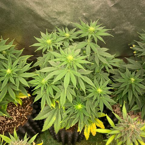 Northern Kush growlog photo: 02