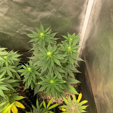 Northern Kush growlog photo: 03