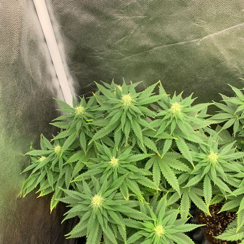 Northern Kush growlog photo: 01
