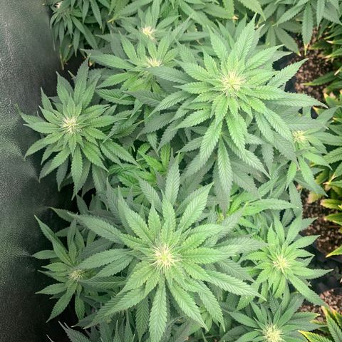 Northern Kush growlog photo: 02