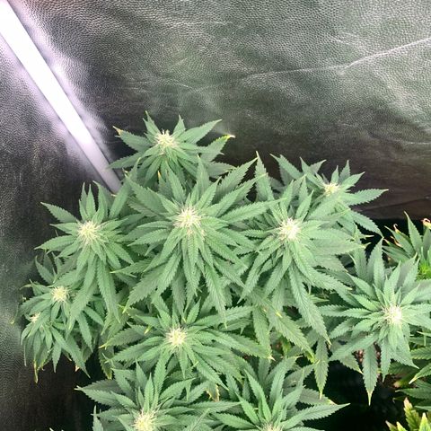 Northern Kush growlog photo: 01
