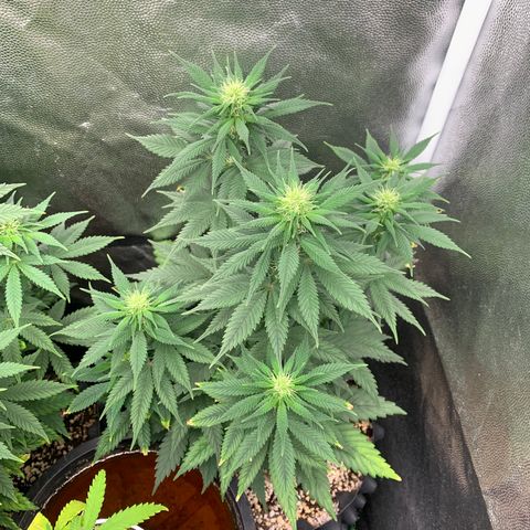 Northern Kush growlog photo: 03