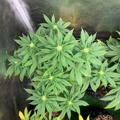 Northern Kush growlog photo: 01