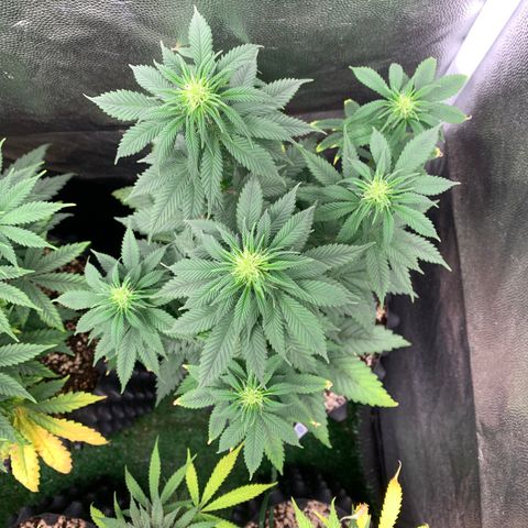 Northern Kush growlog photo: 03