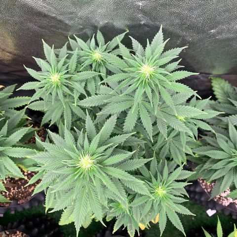 Northern Kush growlog photo: 02
