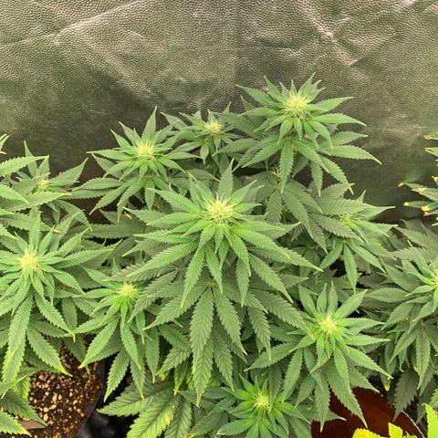 Northern Kush growlog photo: 02