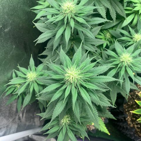 Northern Kush growlog photo: 03