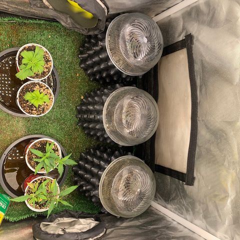 Amnesia Pro #1 growlog timeline photo