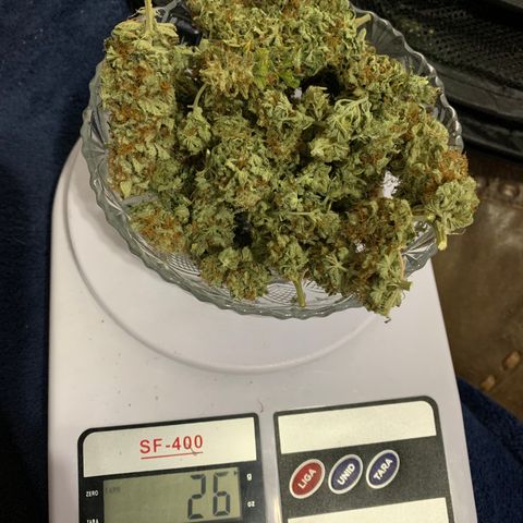 Aminesia growlog photo: 01 e 02
