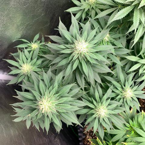 Northern Kush growlog photo: 03