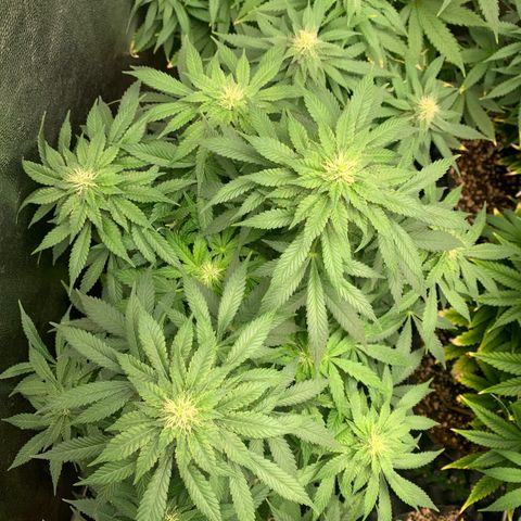 Northern Kush growlog photo: 02