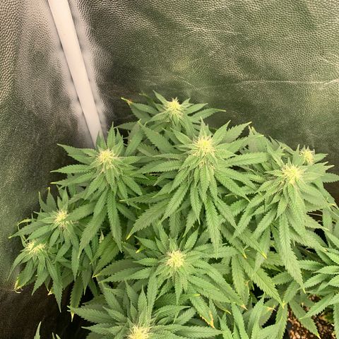 Northern Kush growlog photo: 01