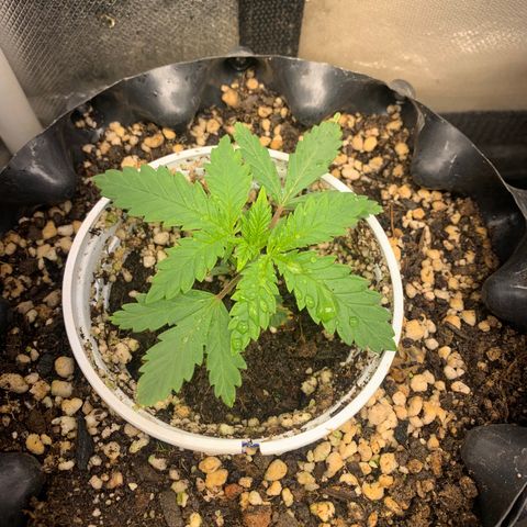 Amnesia Pro #1 growlog photo: 01